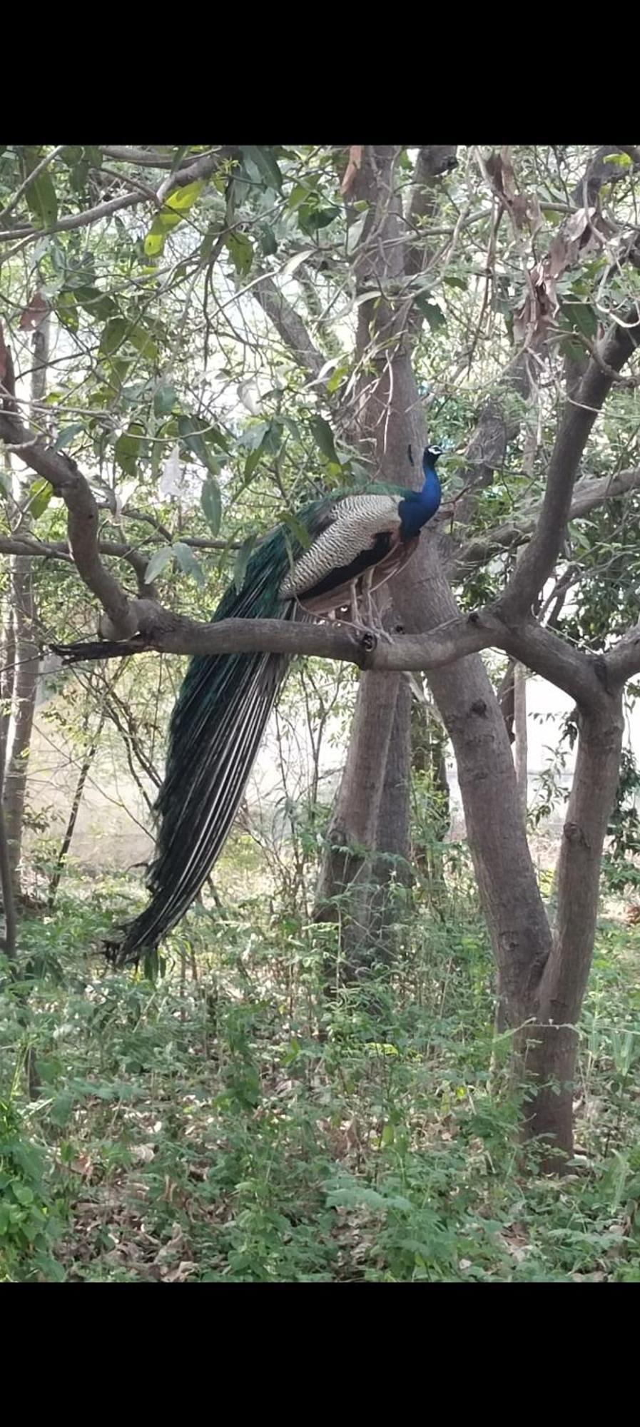 Raju Kudil Lodge